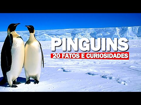 Vídeo: Por que os pinguins têm penas?