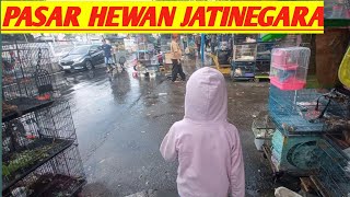 BELI KELINCI DI JATINEGARA||HUJAN TETEP GSS