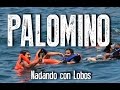 Isla Palomino - Nadando con Lobos - Caminos del Vocho