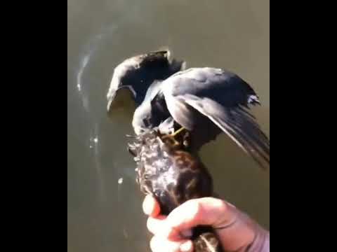Video: Kan een brulkikker een eend eten?