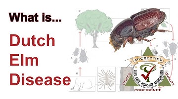 What is Dutch Elm Disease?