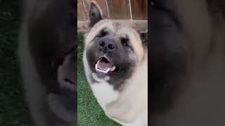 American Akita Dog 101Watch This Before Getting One!  #shorts