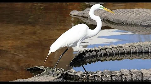 O Espírito Animal Garça