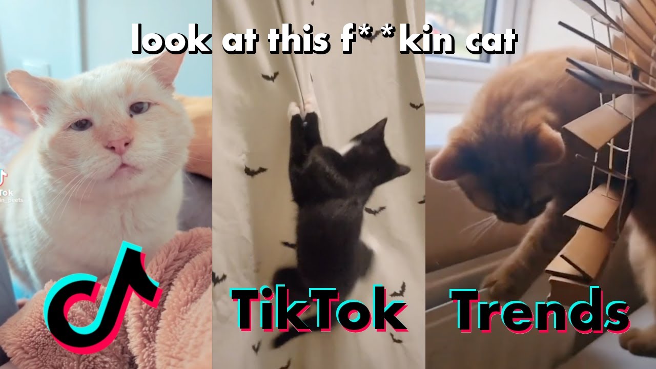 Look at this f**kin cat is a tiktok trend you don't want to miss! - YouTube