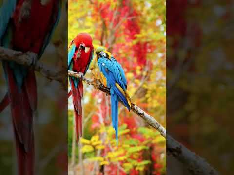 Wild Birds Special Collection 8k Video ULTR HD HDR 60FPS 8k HDR 60FPS 