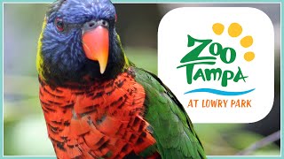 Let's Explore Zoo Tampa! | Zoo Tour