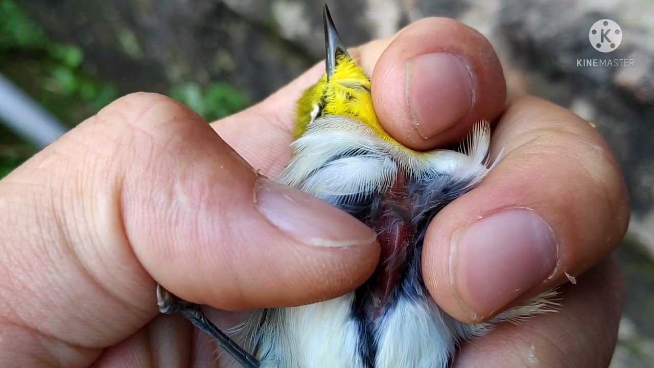 Bệnh nguy hiểm làm chim vành khuyên chết/ cách chữa hiệu quả 100%