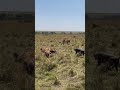 Standoff between hyena clan and lions in the masai mara #masaimara #lions #hyena #sound #kenya