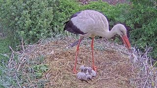 Baltie stārķi::White Stork~Male is eating the youngest chick~12:20 pm 2023/05/27
