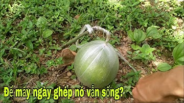 Cắt quả bưởi để bao nhiêu ngày ghép nó vẫn sống? bưởi Rỏn