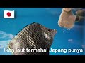 Ikan Hias Laut Termahal di Dunia 🌊