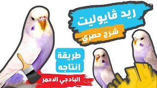 ريد فايوليت(البادجي الاحمر)