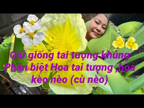 Video Thuphanlx chăm sóc cây tai tượng làm sao cho to khủng... - youtube