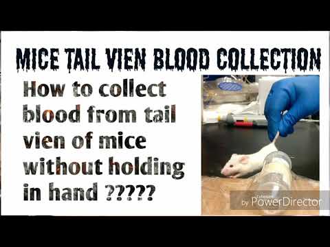 Blood sampling from tail vien of mouse, Research Technique