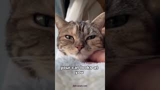 Why your cat stare at you?