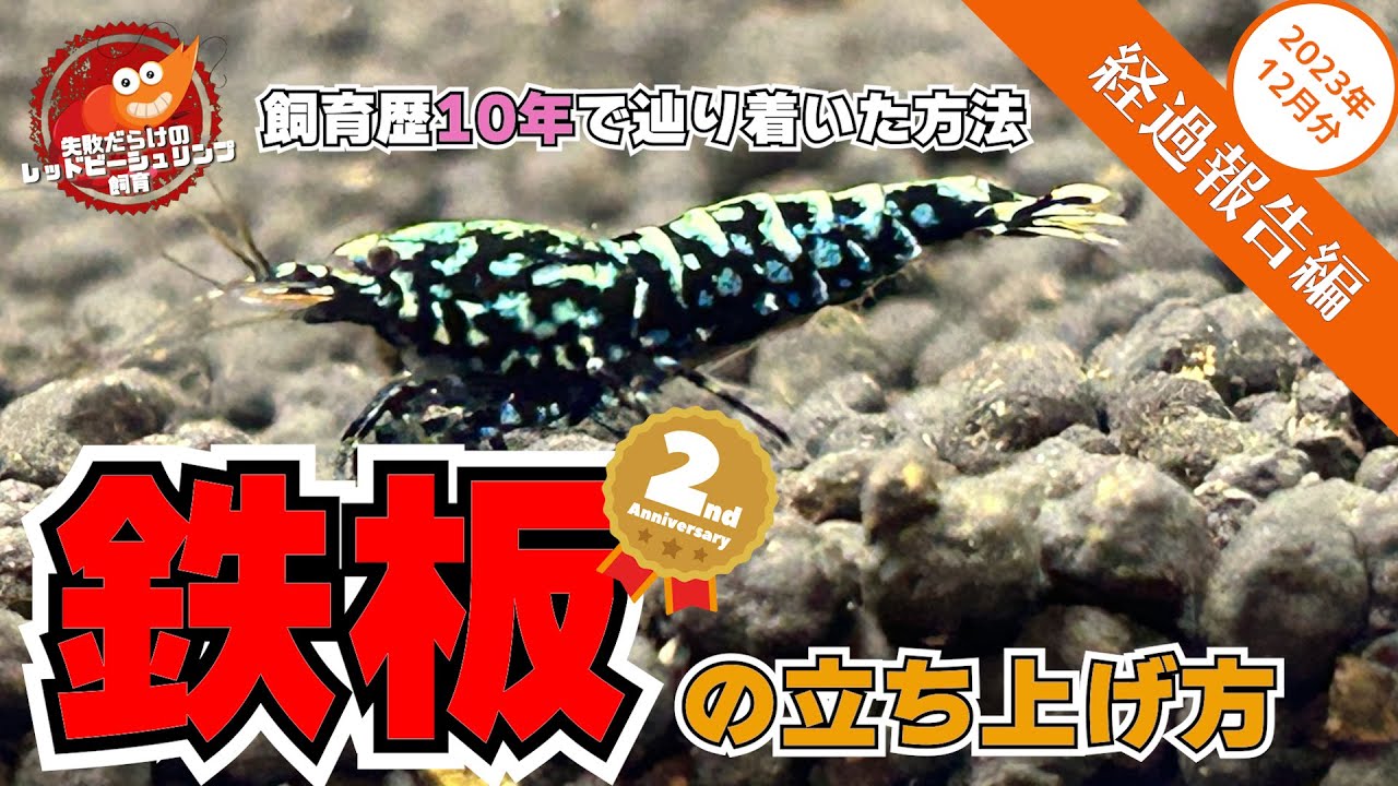レッドビーシュリンプ水槽鉄板の立ち上げ方〜飼育歴ほぼ１０年でたどり着いた方法〜【経過報告編（2023.12月分）】