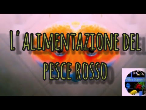 Come alimentare il pesce rosso. #pescirossi #oranda #alimentazione