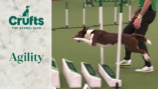 Agility - International Invitation Large (Jumping) | ​Crufts 2024