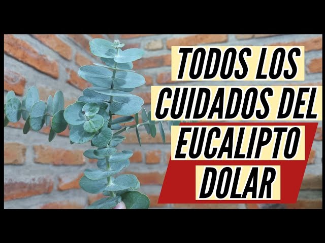 personal explosión diámetro Cuidados del EUCALIPTO DOLAR / Aprendiendo a Cuidar - YouTube