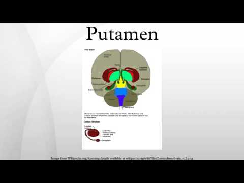 Putamen