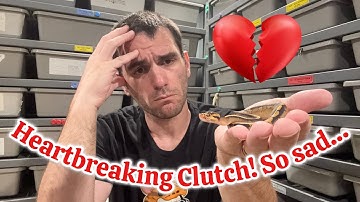 2025 - Clutch #2 - “Update” - Breeding Ball Pythons