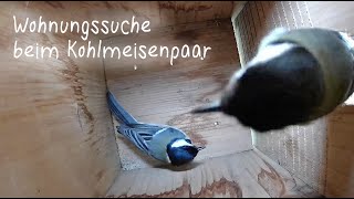 Kohlmeisenpaar begutachtet Nistkasten / great tit couple visiting nesting camera