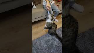 Açliktan Kendi̇ni̇ Kaybeden Savunmasiz Masum Kedi̇ye De Bakin.