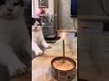 عيد ميلاد قطة عيد ميلاد قطة