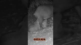 Queixada #wildlife #faunabrasileira #animals