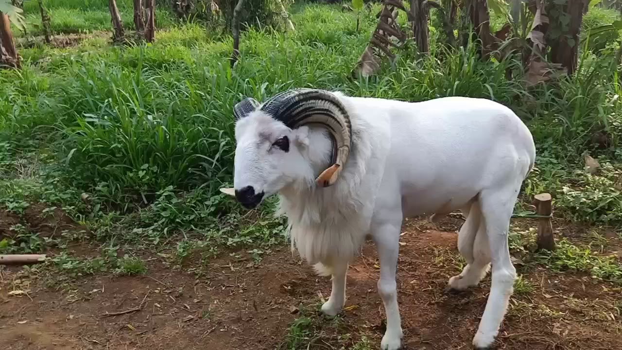 Domba Garut untuk qurban idul adha 2020 
