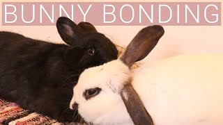 Bunny Bonding | Step By Step of How We Bonded Our House Rabbits