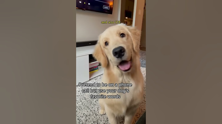 His reactions are priceless 😂 #dogs #shorts #dogmom #funnydogs #comedy #tiktok #reels #goldenlover