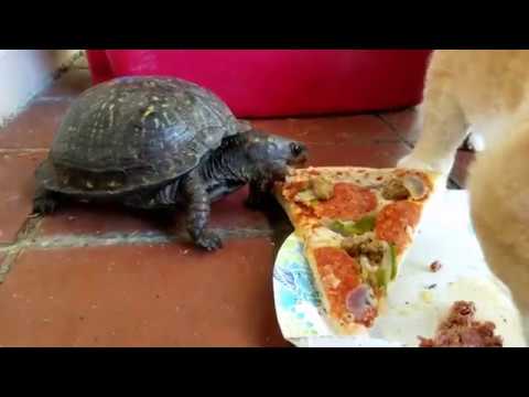 pizza turtle eating