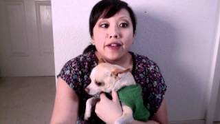 Rocket Dog Rescue
