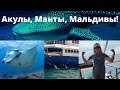 ПОТРЯСАЮЩИЙ дайв-сафари на Мальдивах. Часть 2: Манты, Огромная Китовая Акула и Дайвинг на Мальдивах