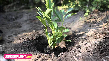 Quand planter Laurier Rotundifolia ?