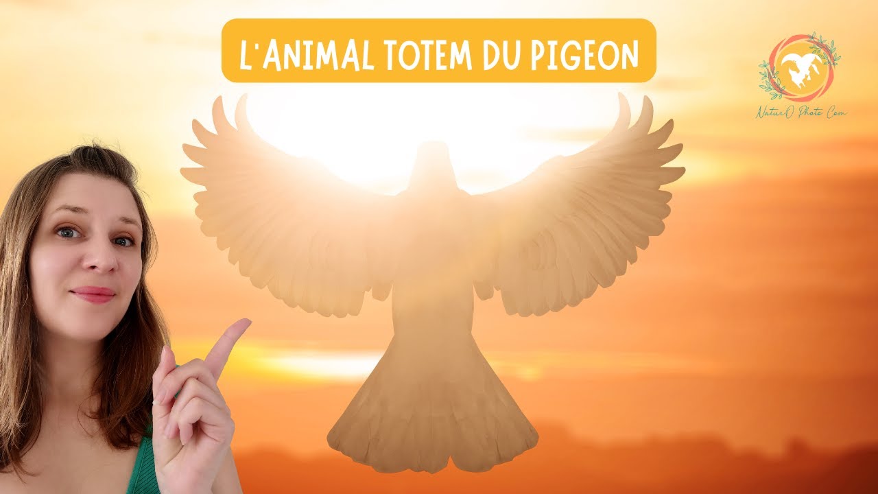 ANIMAL TOTEM DU PIGEON  🤍🪶🩶