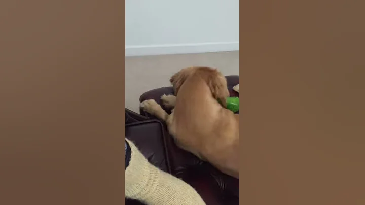 Singing Dog