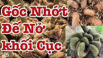 (Đã hết)Gốc nhớt củ đế nở điều khối cục 0938065495