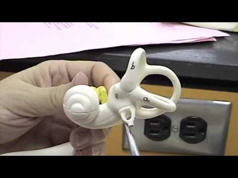 Ear Model.mov - YouTube Ear Model.mov - YouTube