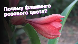 Почему фламинго розового цвета?