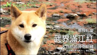 武界滿江紅／大自然的神奇彩繪／南投仁愛