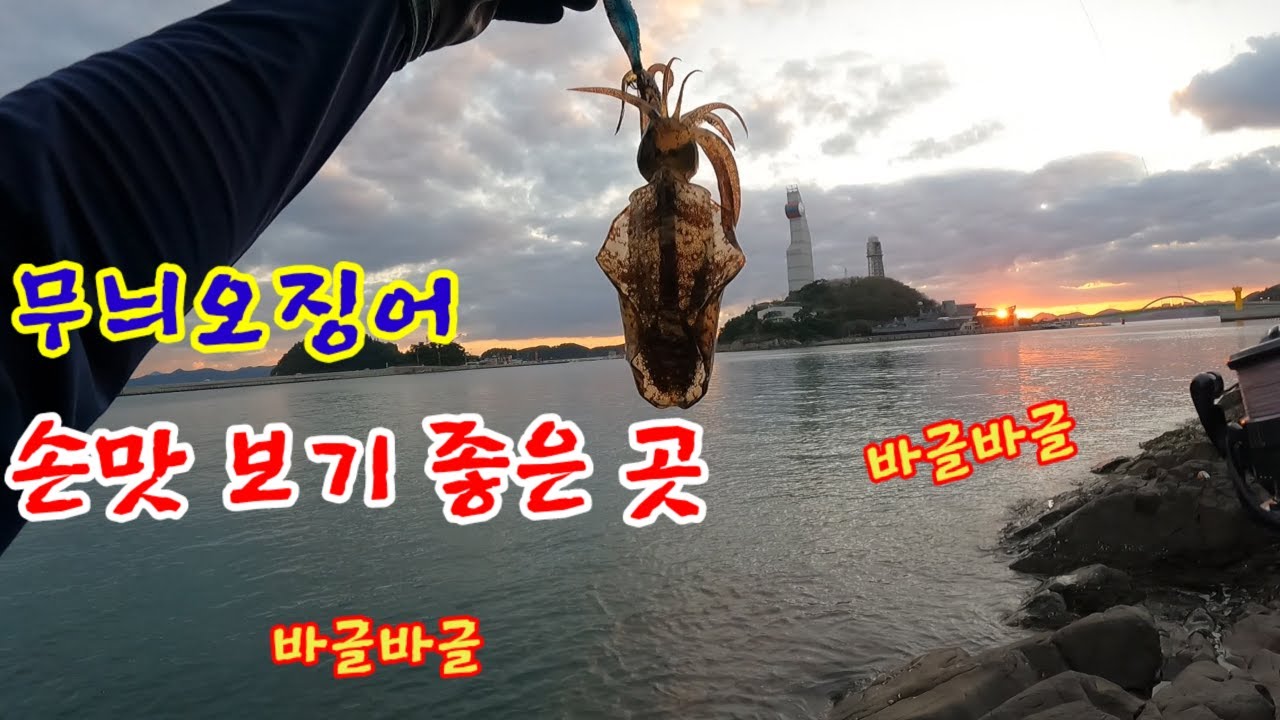 진해 도보 무늬오징어 소식!!! 손맛터~