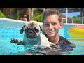 Die HUNDE WELPEN lernen SCHWIMMEN! | Welpen Vlog #4