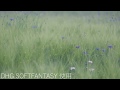 【マルミ光機】DHG Soft FANTASY