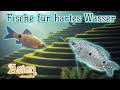 Fish For Hard Aquarium Water Asia North America Edition Rashads Barbs Rainbowfish Fish For Hard Aquarium Water Asia North America Edition Rashads Barbs Rainbowfish