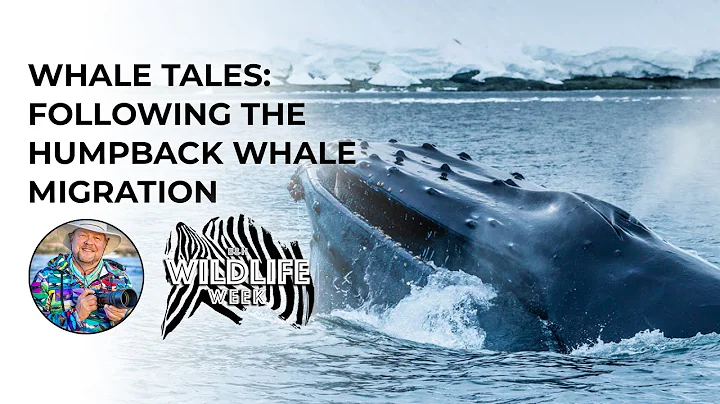 Ralph Lee Hopkins: Whale Tales - Following the Hum...