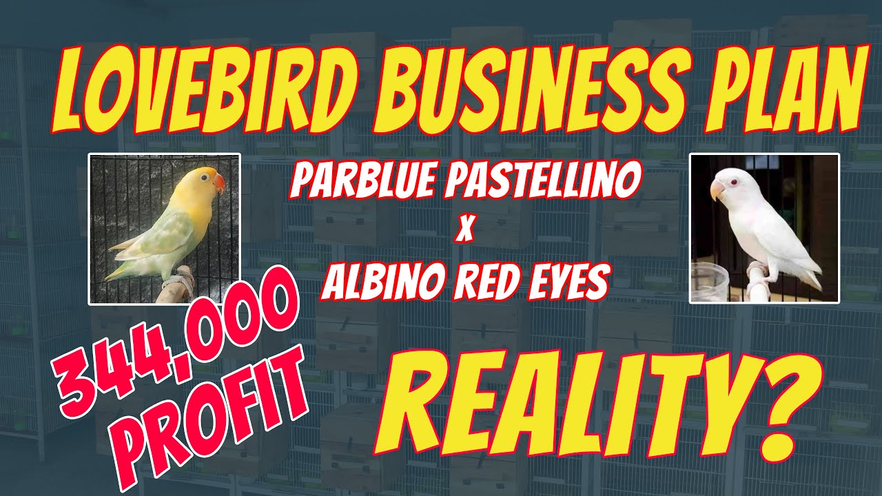 Feasiblitiy plan of lovebird pairing albino x parblue best commercial