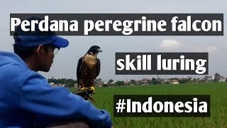 Peregrine Falcon Luring | Perdana peregrine ernesti skill luring | INDONESIA