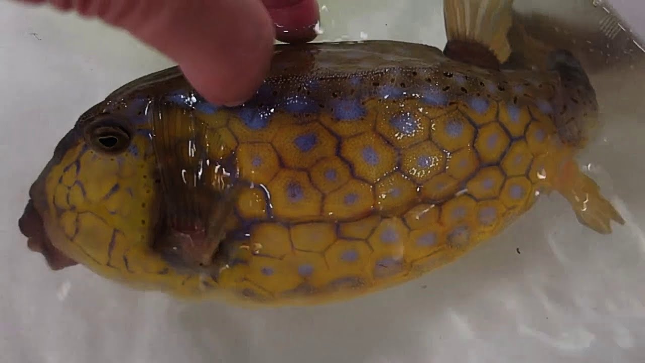 Yokohama LIVE Fish Market amazing lot of fish YouTube